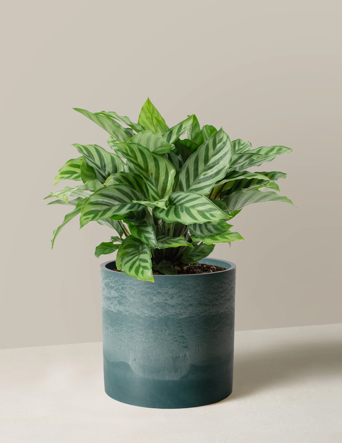 Calathea Freddie - Image 8