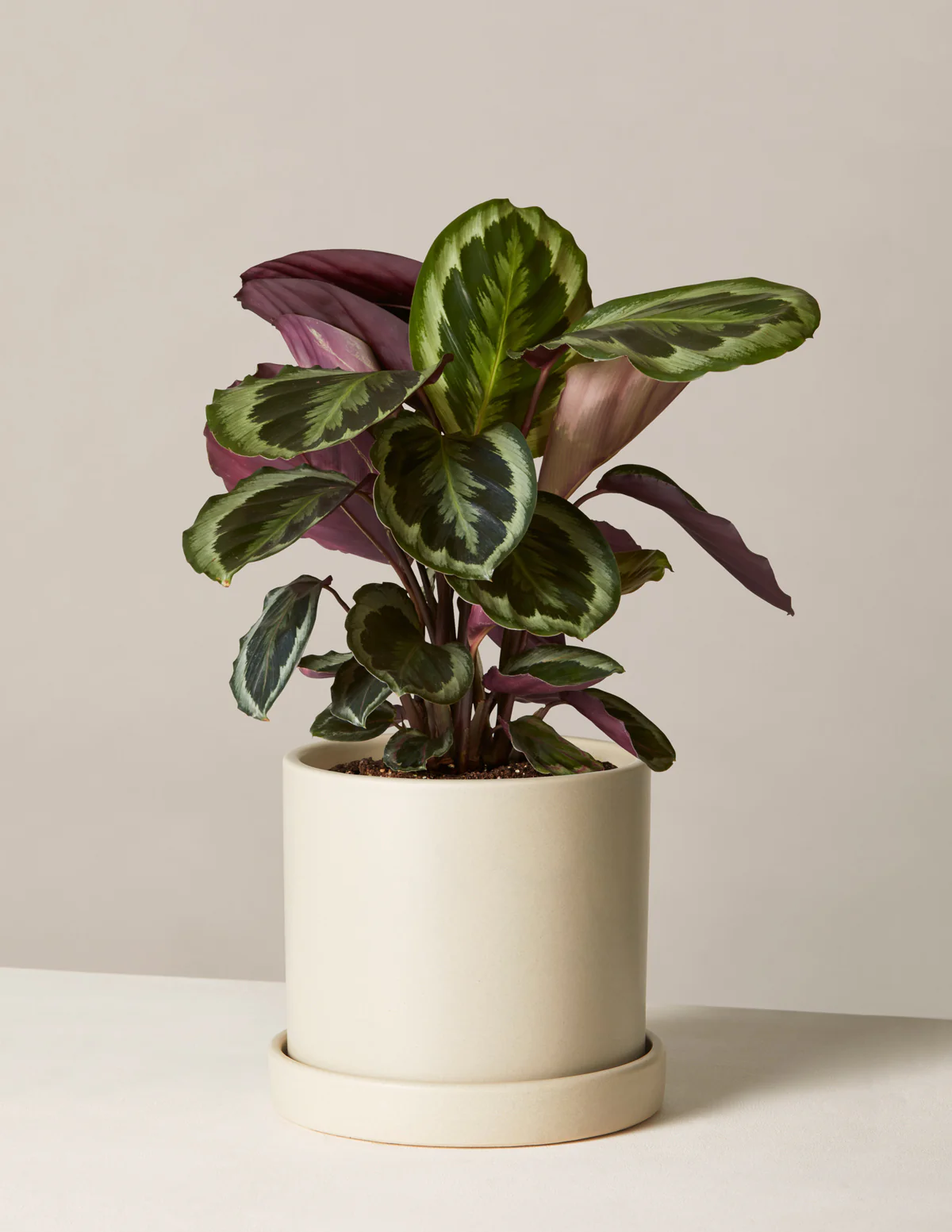 Calathea Medallion - Image 10