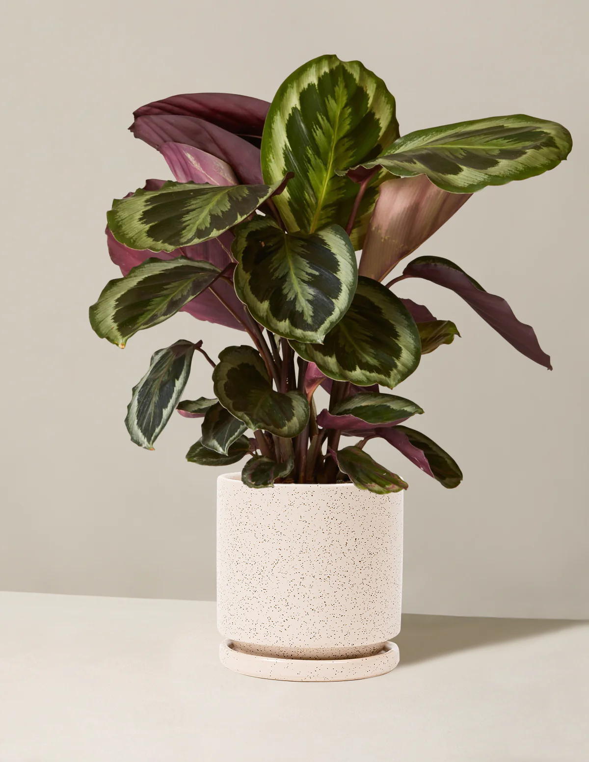 Calathea Medallion - Image 11