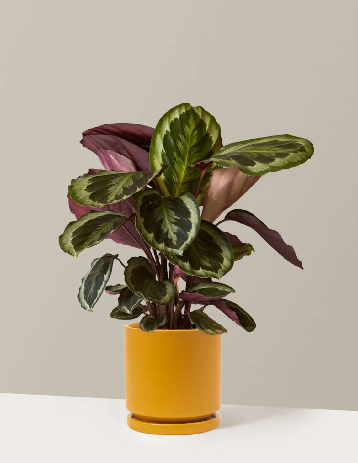 Calathea Medallion - Image 13