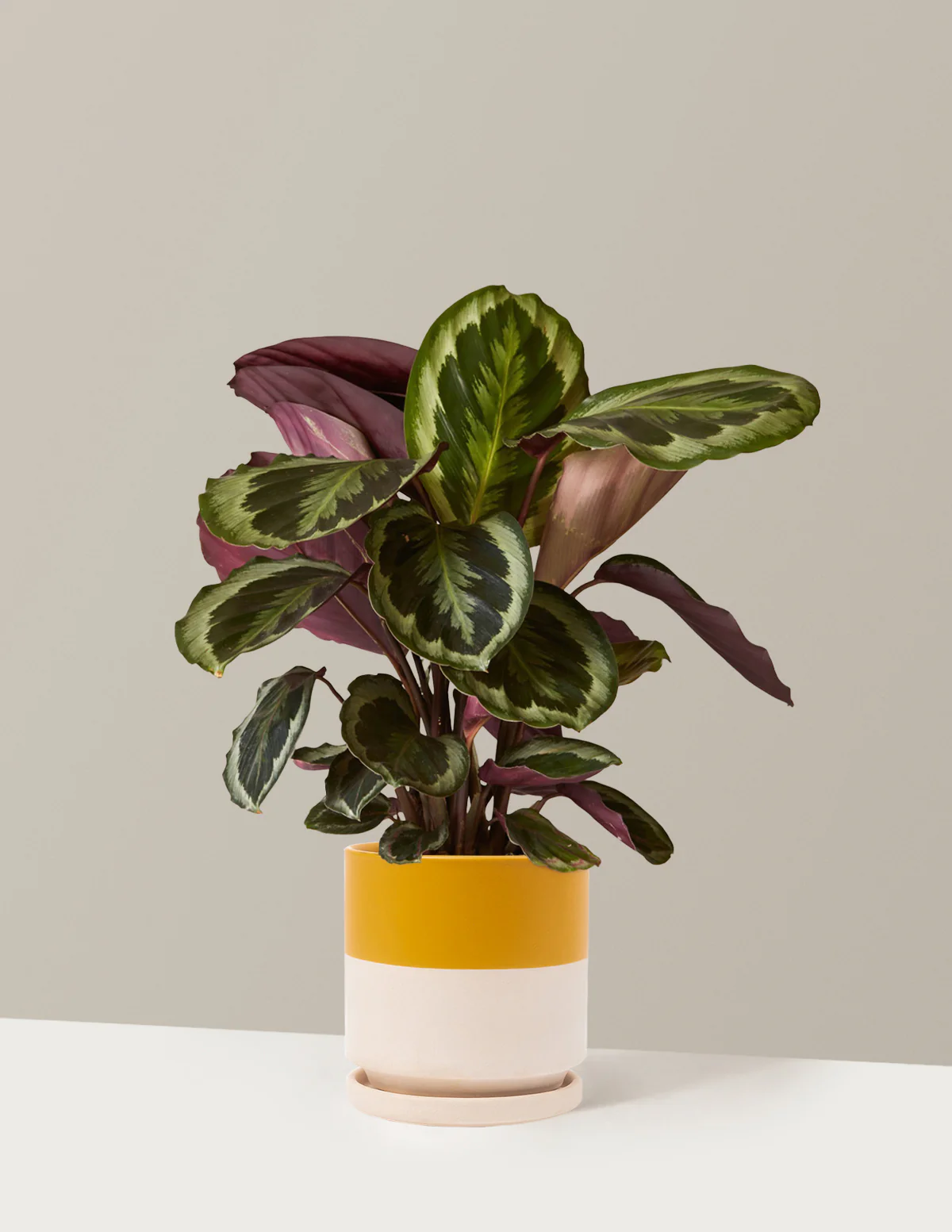 Calathea Medallion - Image 14