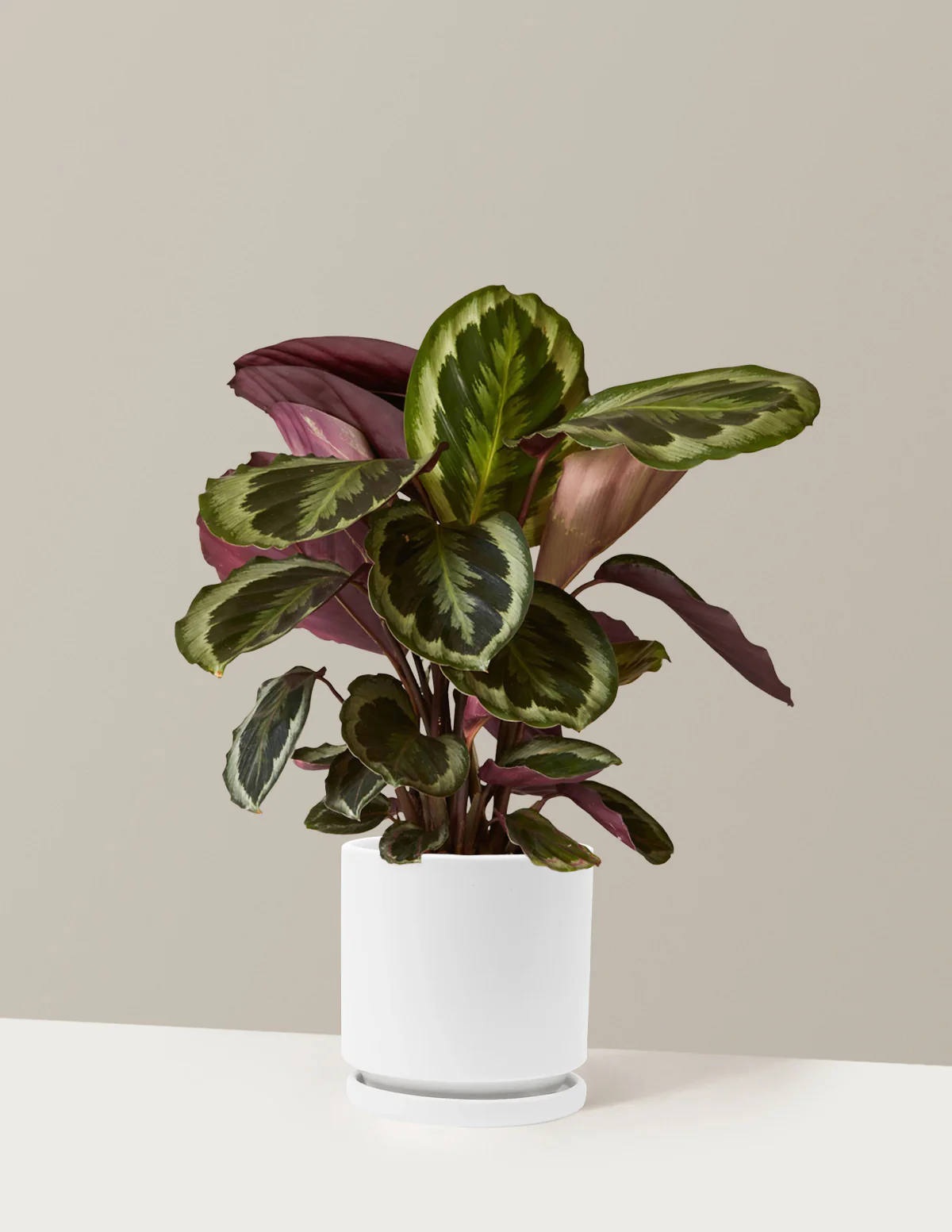 Calathea Medallion - Image 15