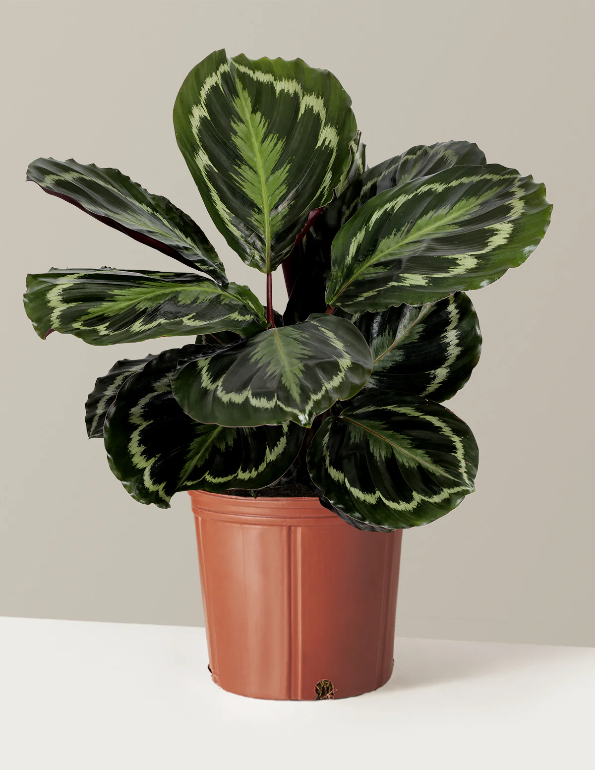 Calathea Medallion - Image 16