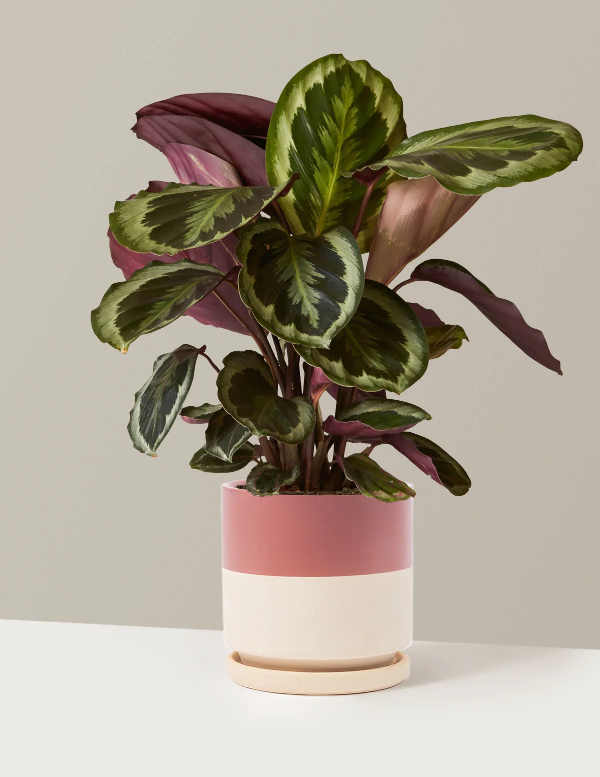Calathea Medallion - Image 17