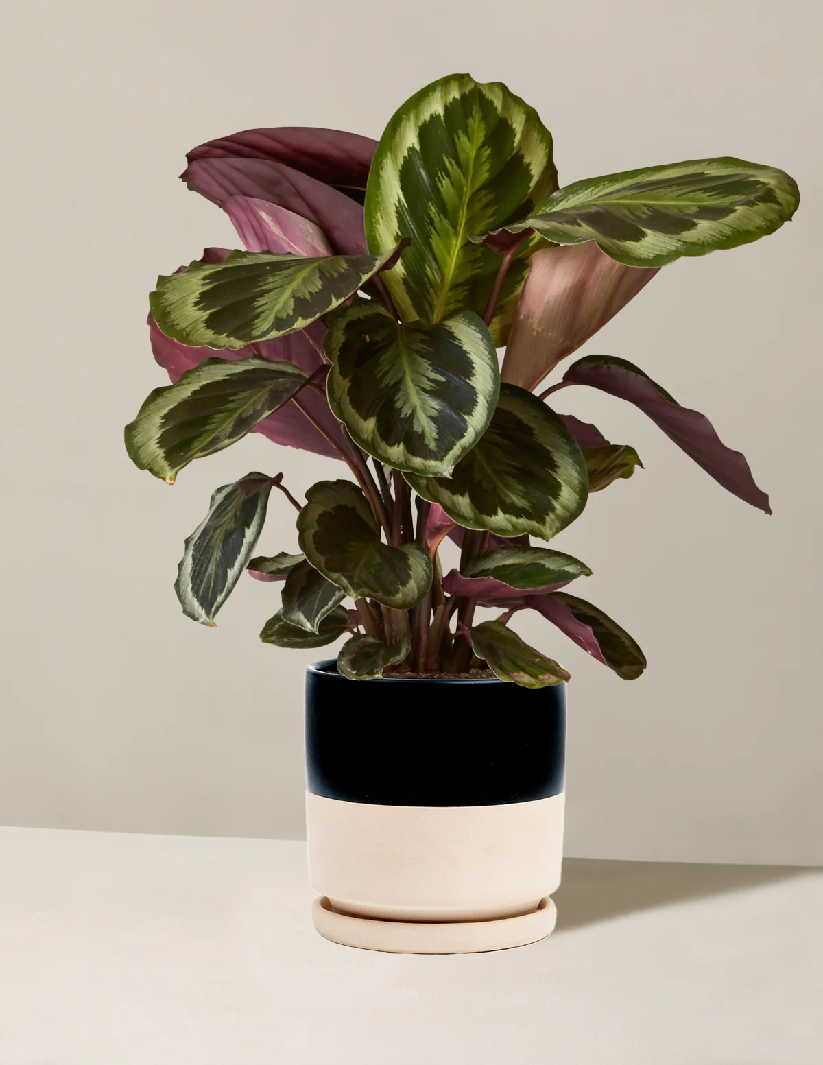 Calathea Medallion - Image 18