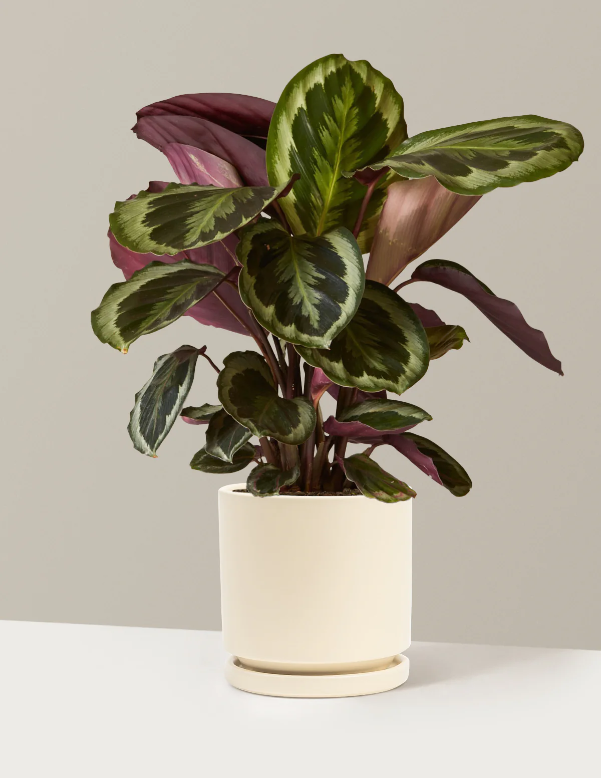 Calathea Medallion - Image 19