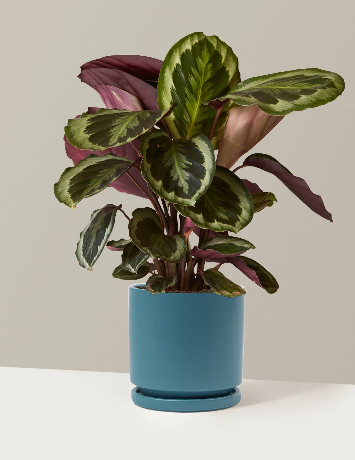 Calathea Medallion - Image 20