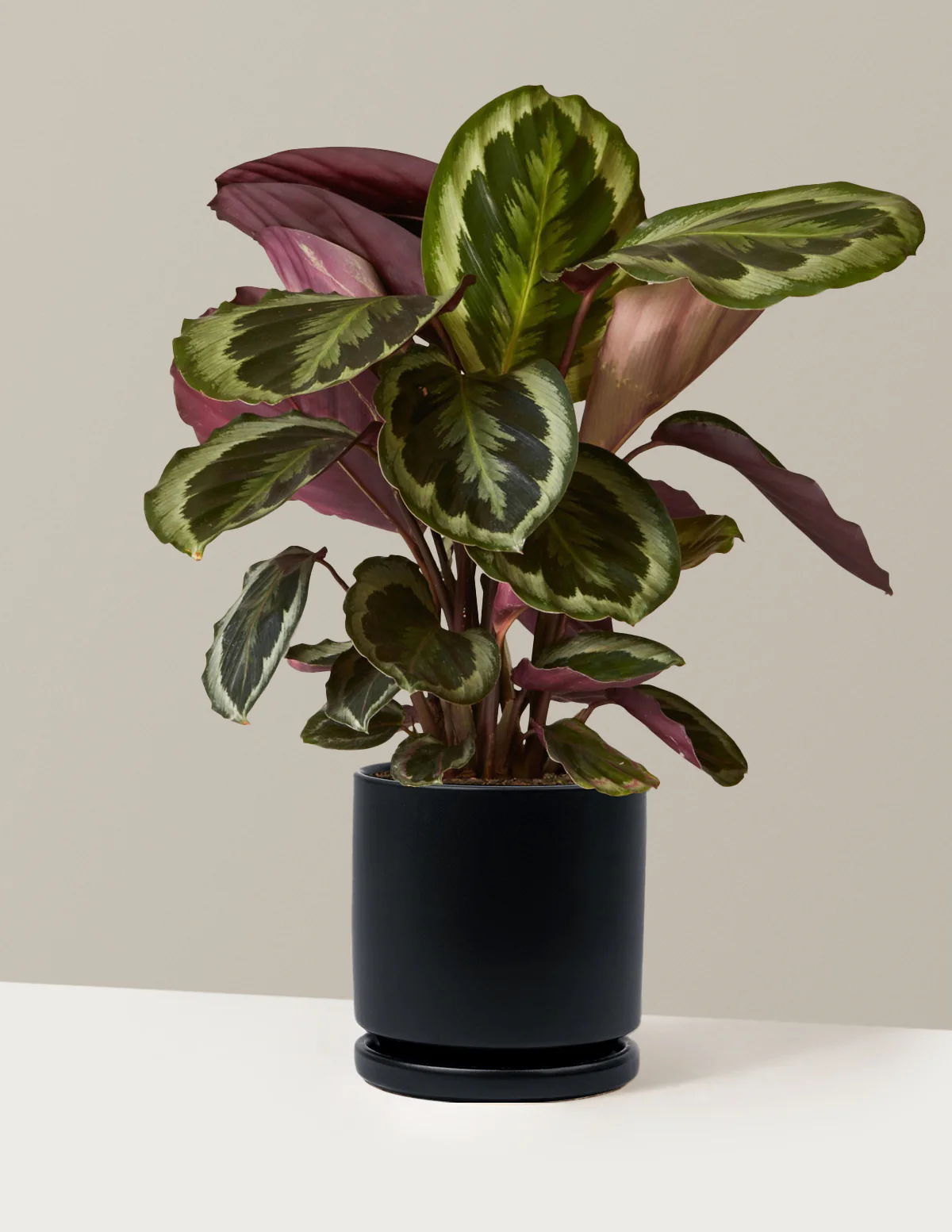 Calathea Medallion - Image 21