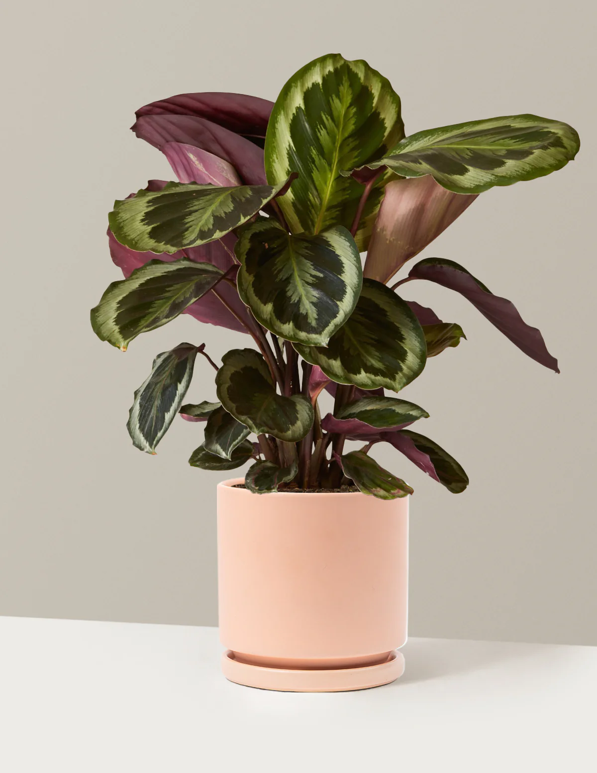 Calathea Medallion - Image 22