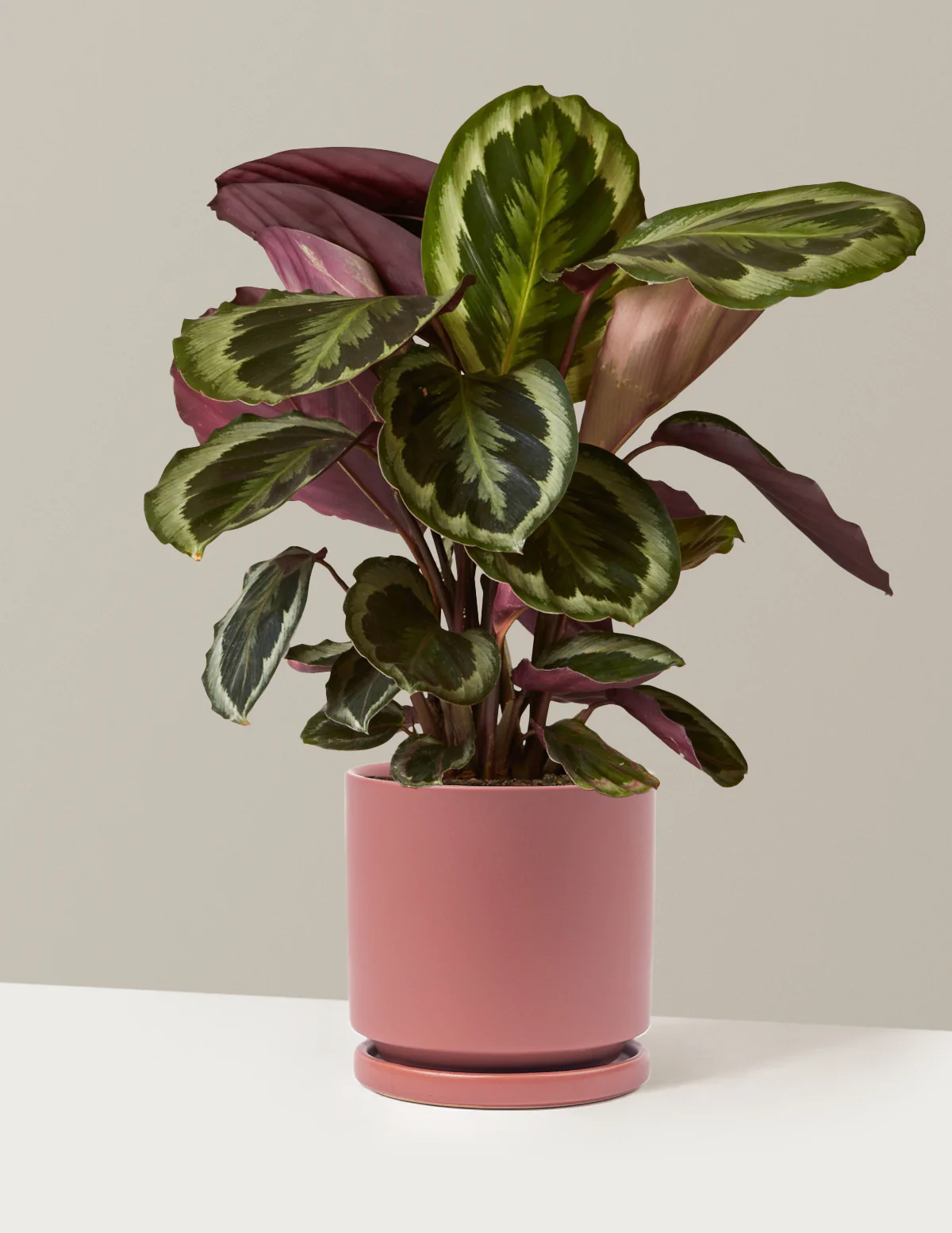 Calathea Medallion - Image 23
