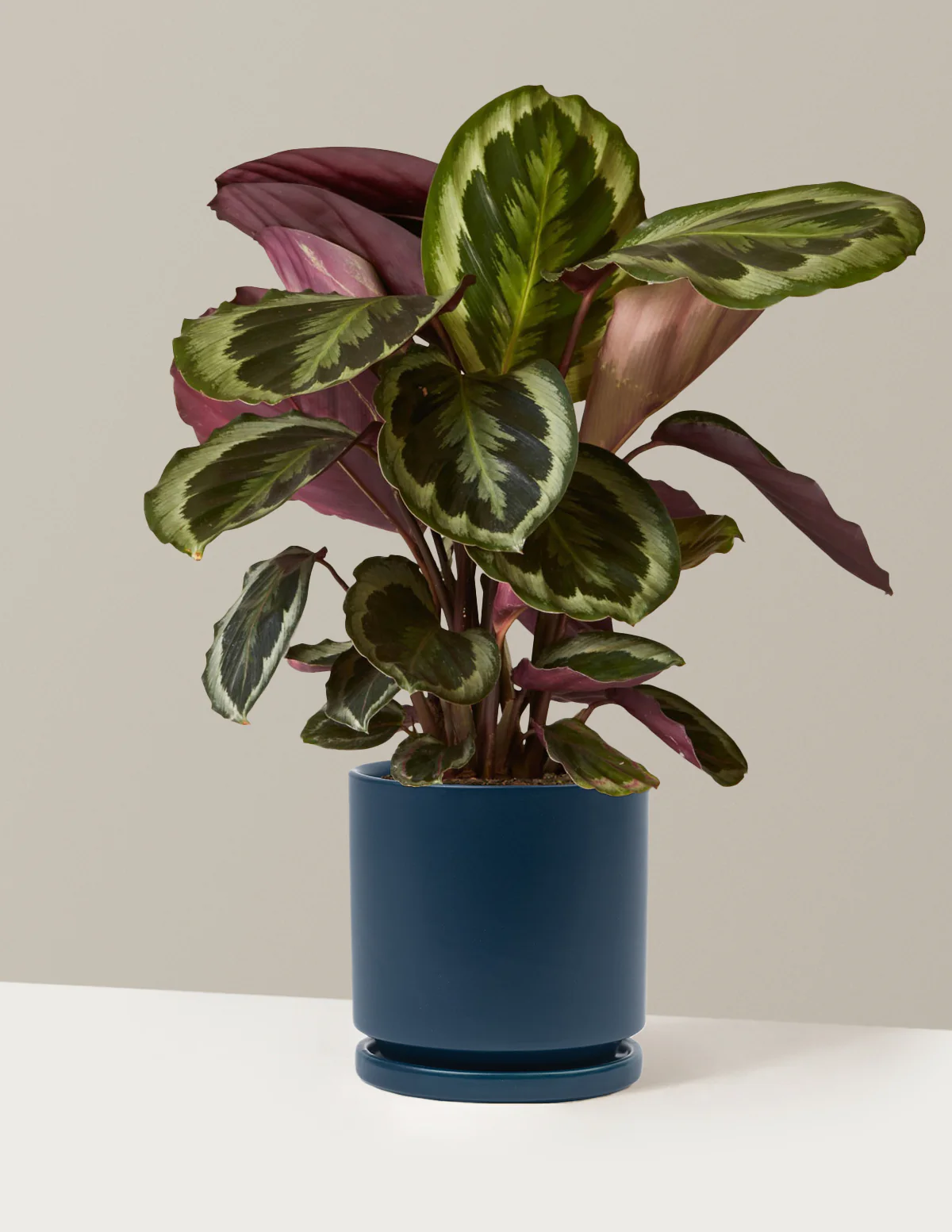 Calathea Medallion - Image 24