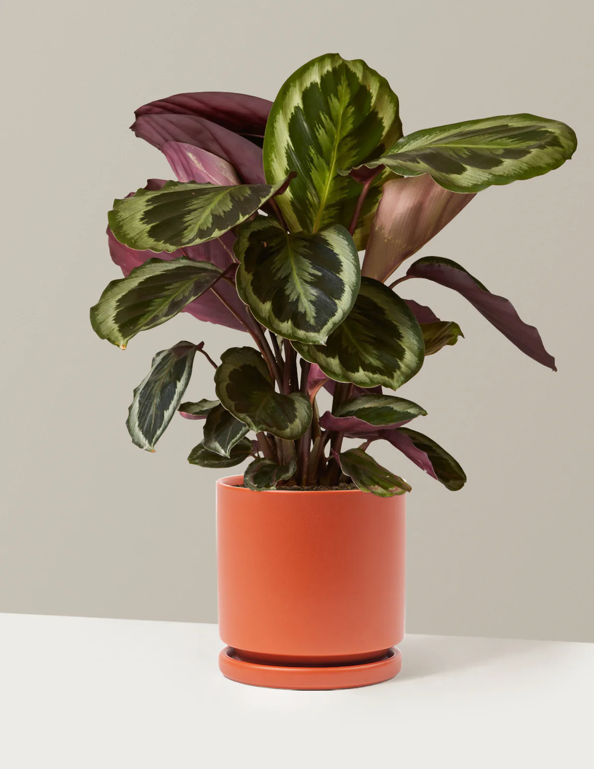 Calathea Medallion - Image 25