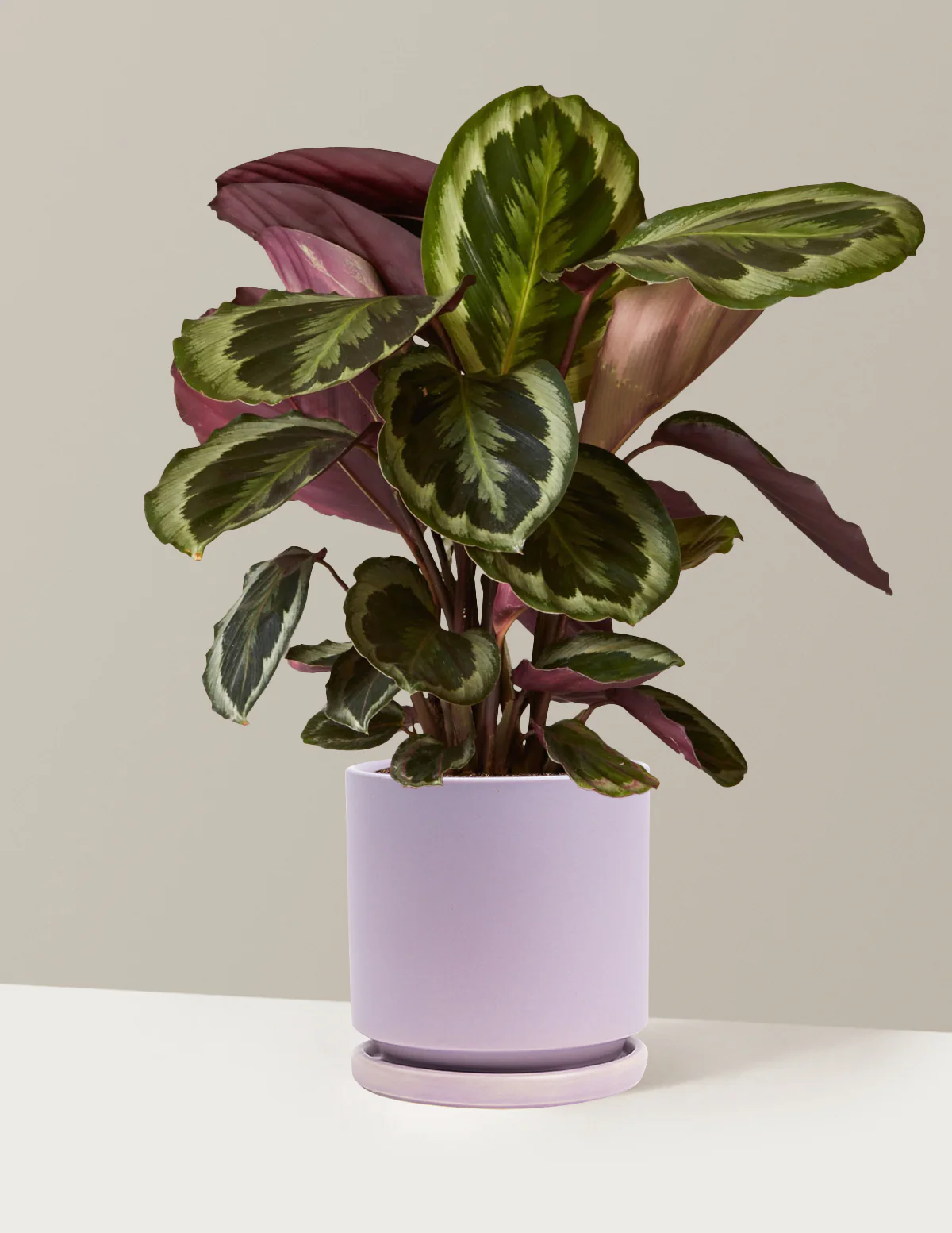 Calathea Medallion - Image 26