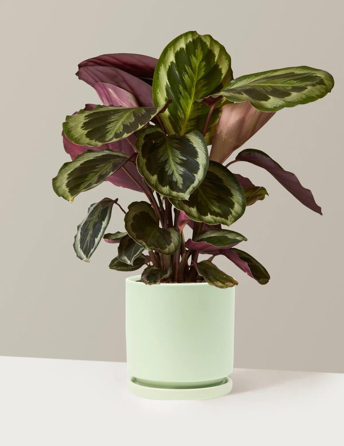 Calathea Medallion - Image 27