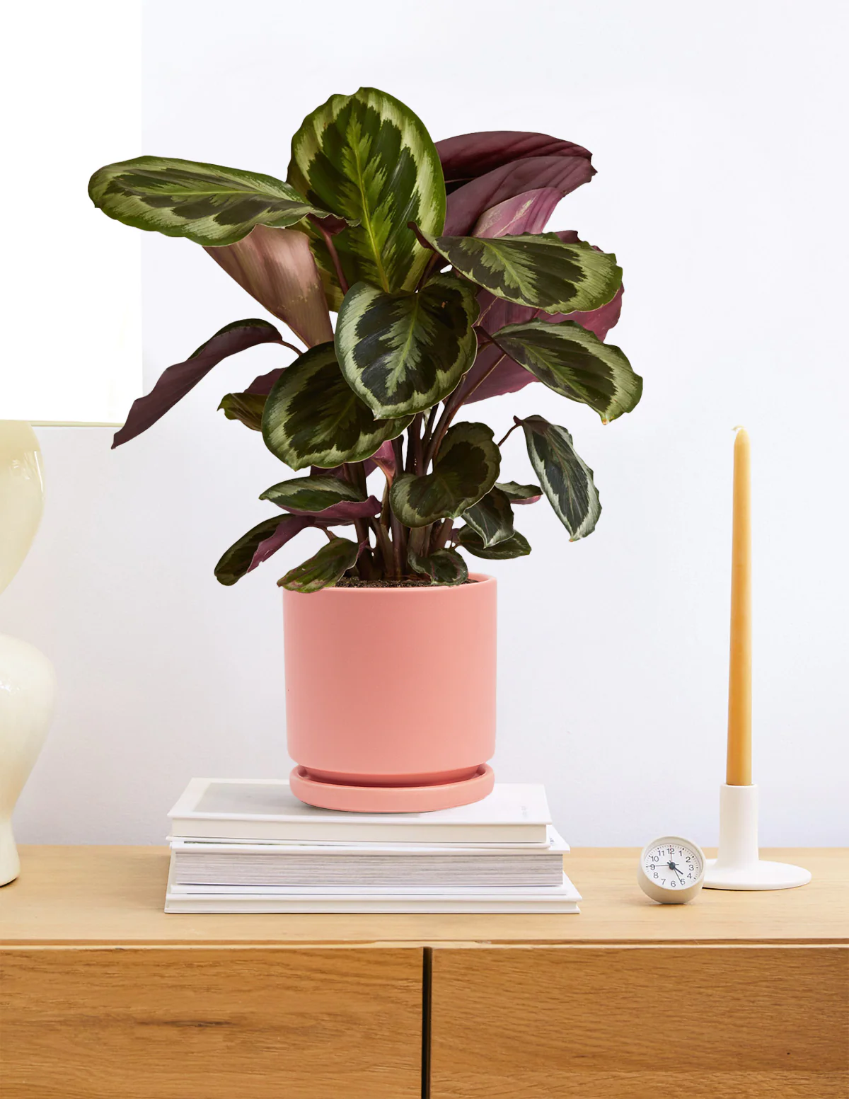 Calathea Medallion - Image 4