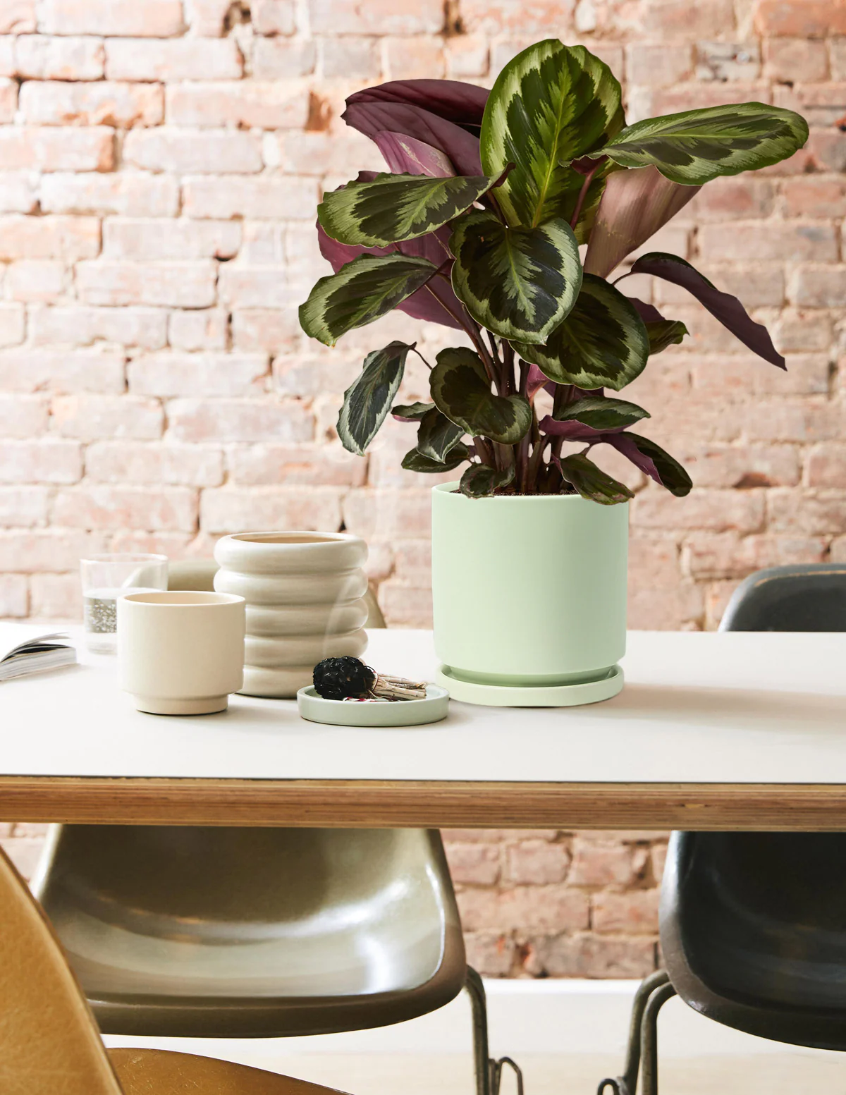 Calathea Medallion - Image 5