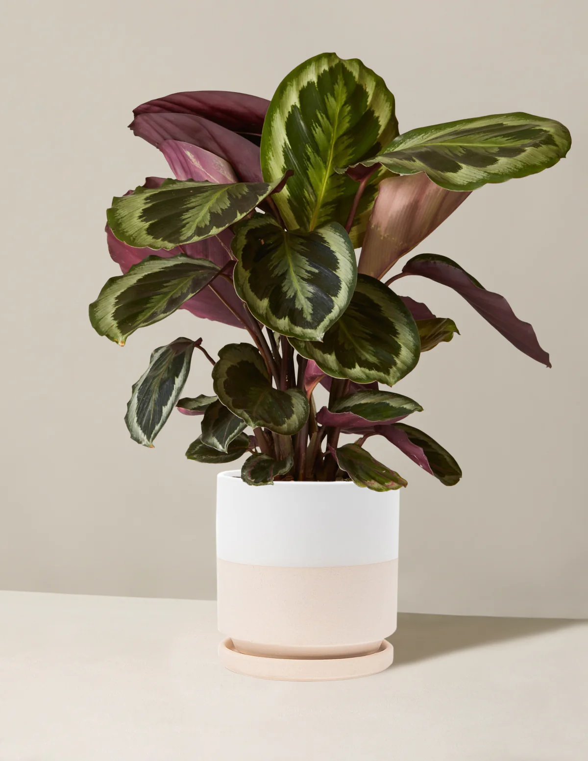 Calathea Medallion - Image 6