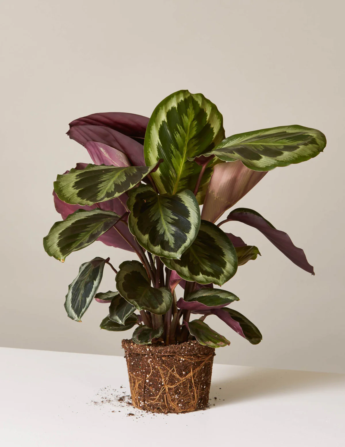 Calathea Medallion - Image 7