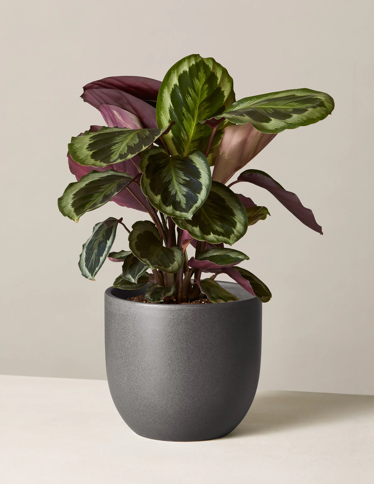 Calathea Medallion - Image 8