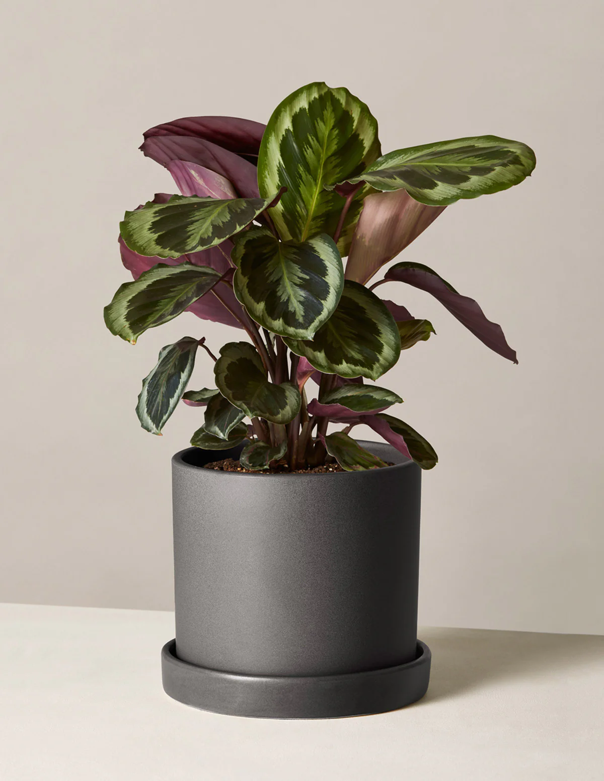Calathea Medallion - Image 9