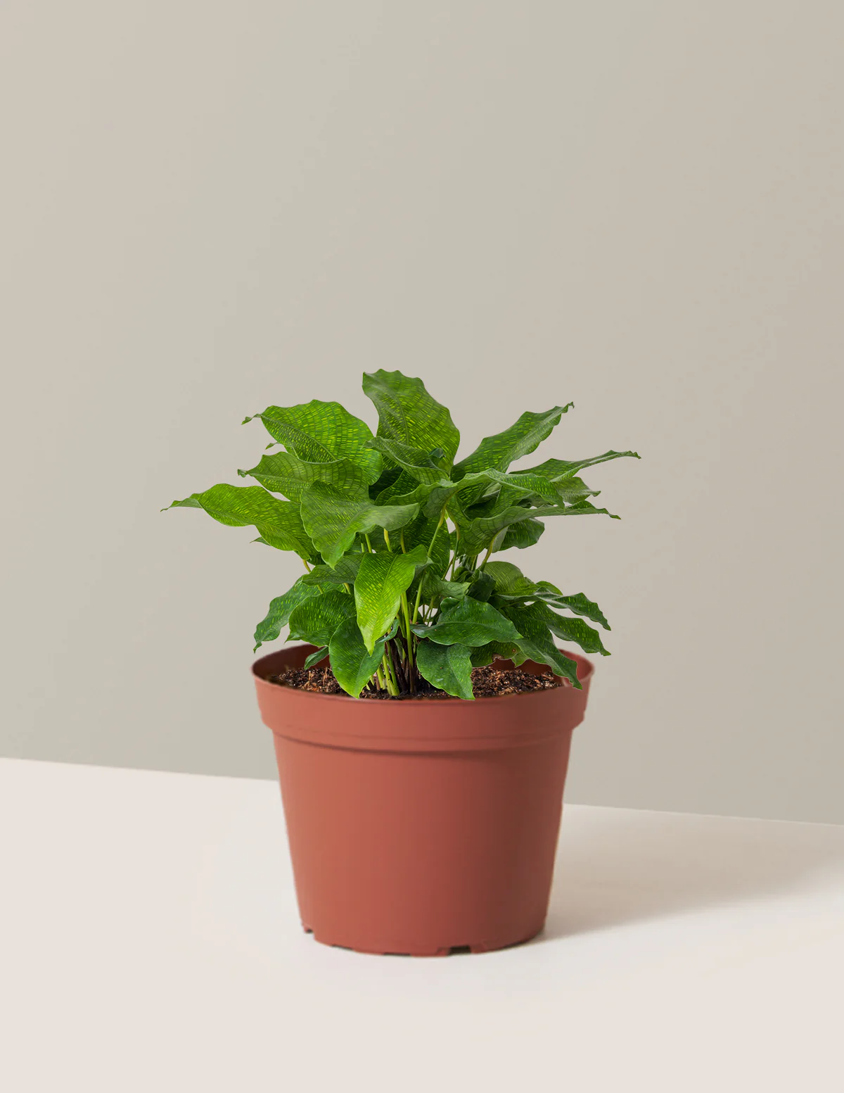 Calathea Network - Image 10