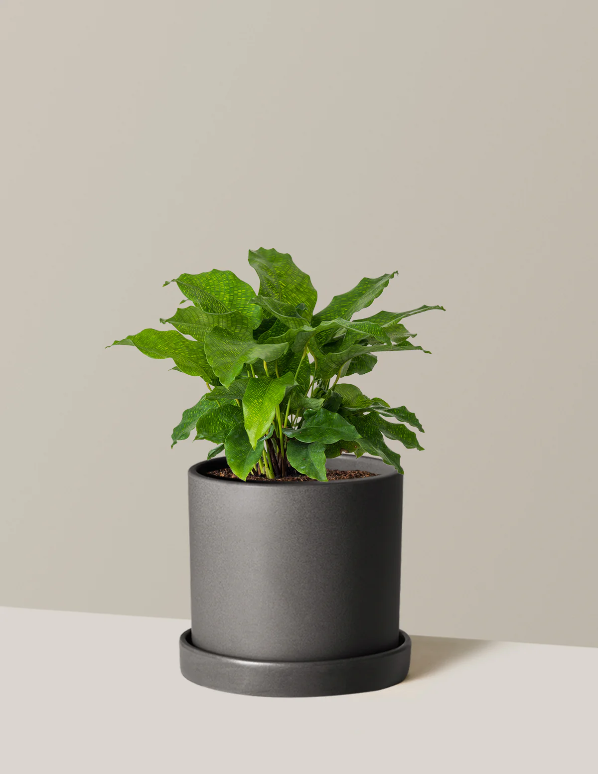 Calathea Network - Image 11