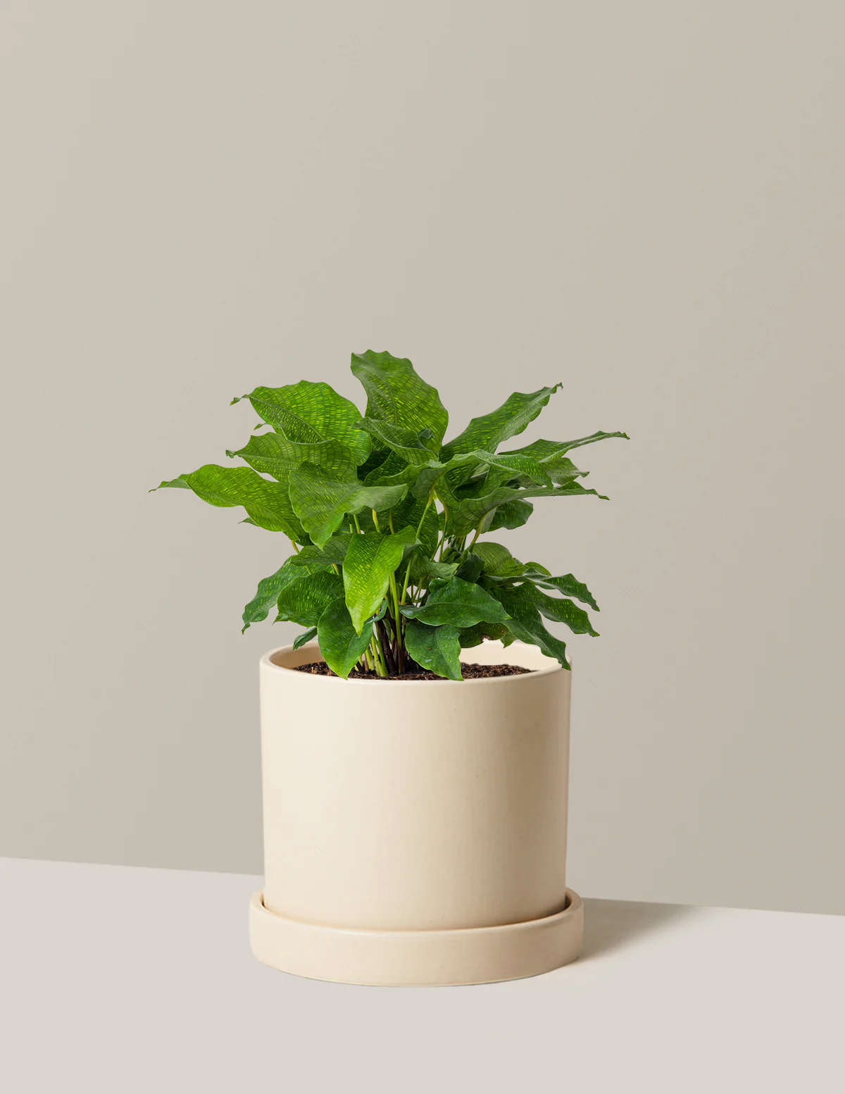 Calathea Network - Image 12
