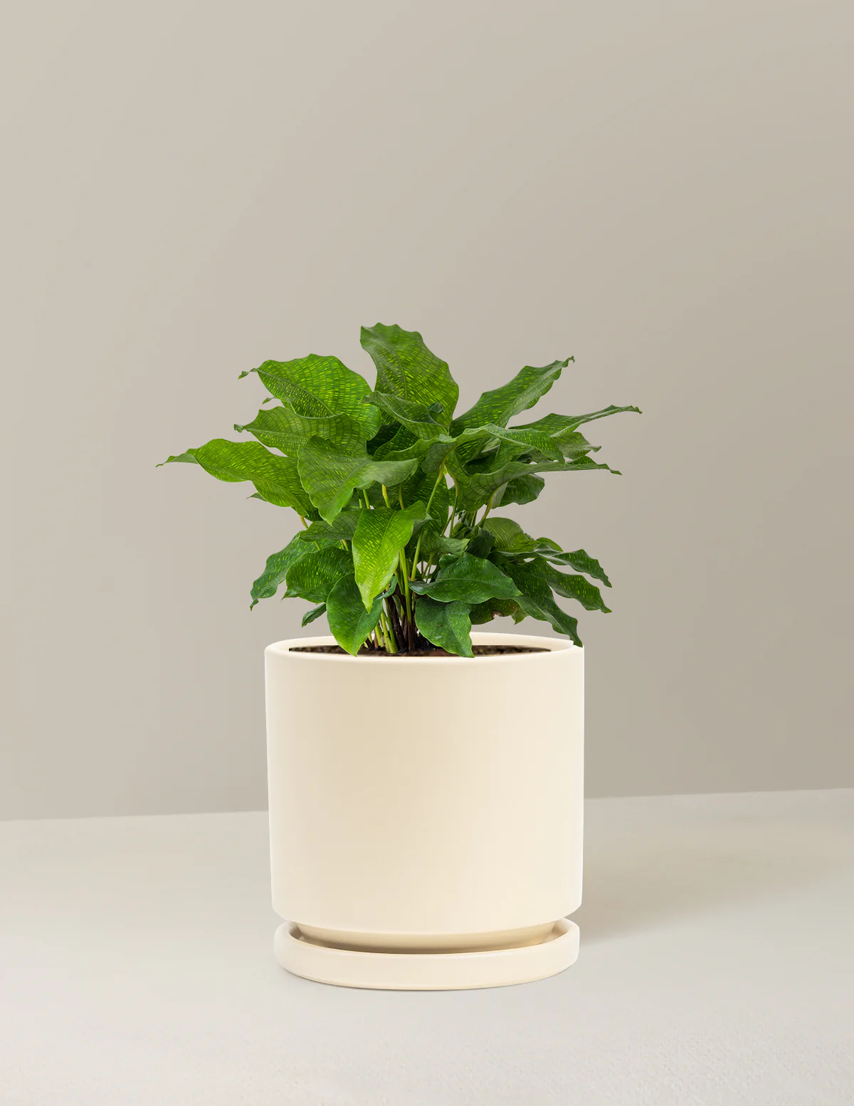 Calathea Network - Image 13