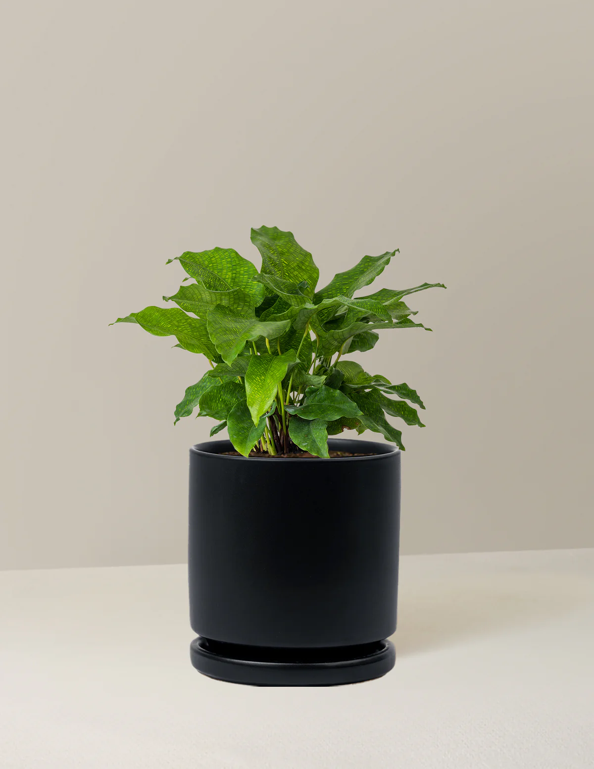 Calathea Network - Image 14