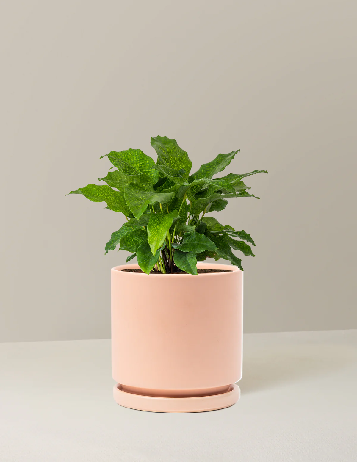 Calathea Network - Image 15