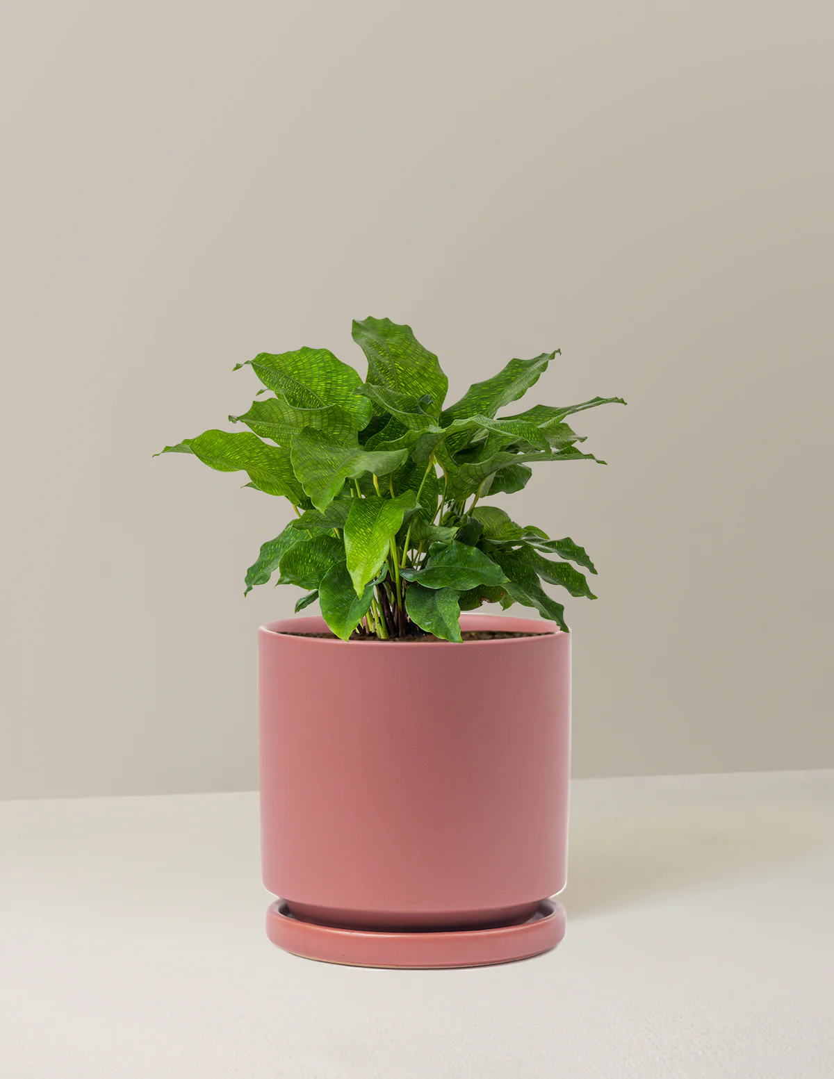 Calathea Network - Image 16