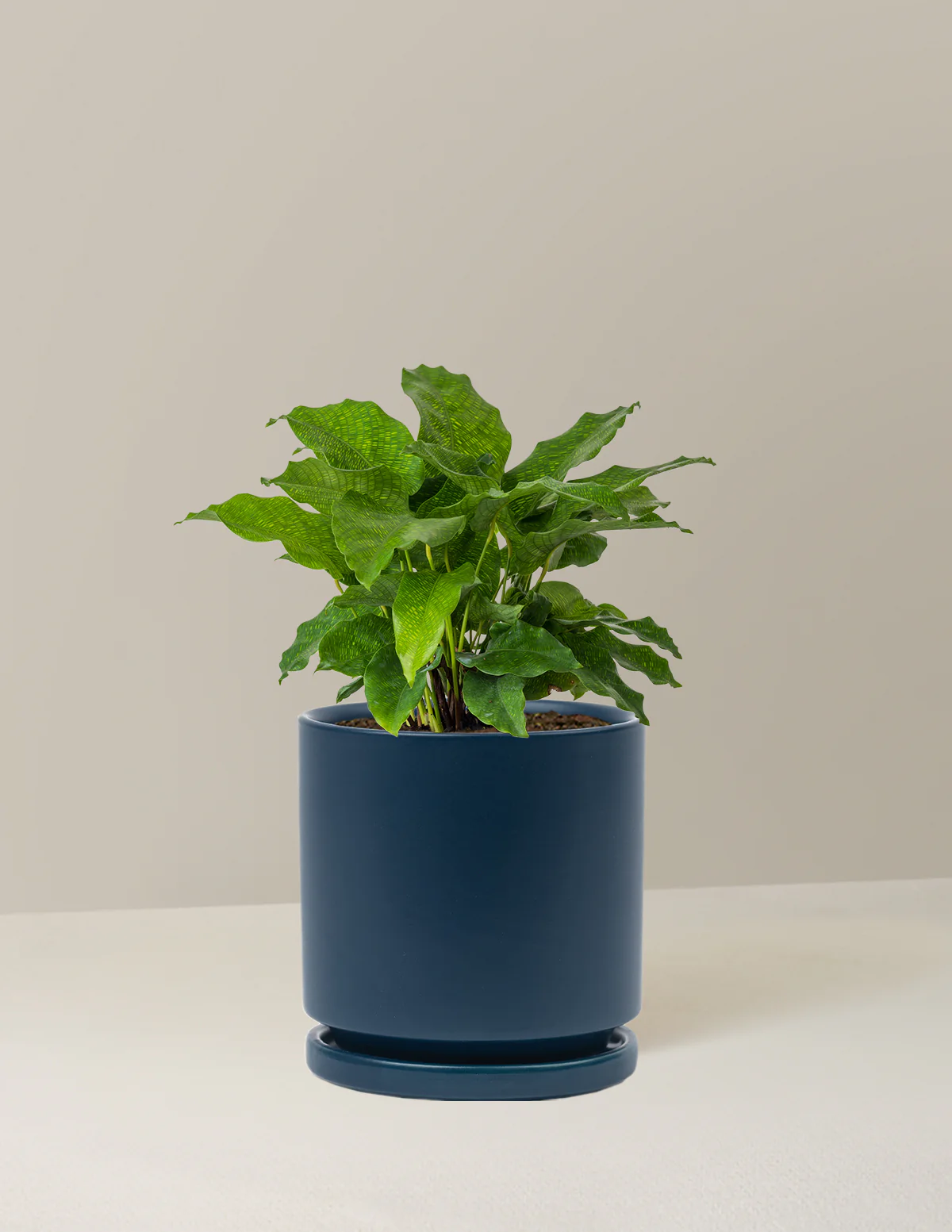 Calathea Network - Image 17