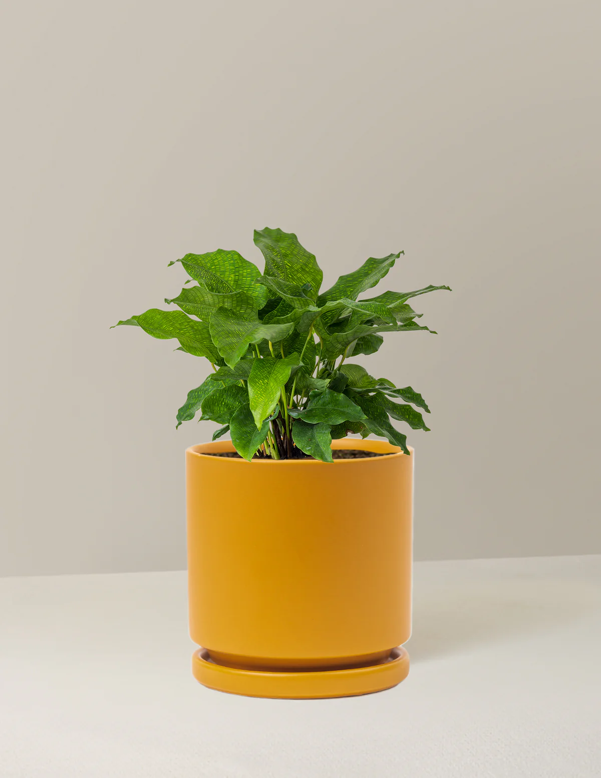 Calathea Network - Image 18