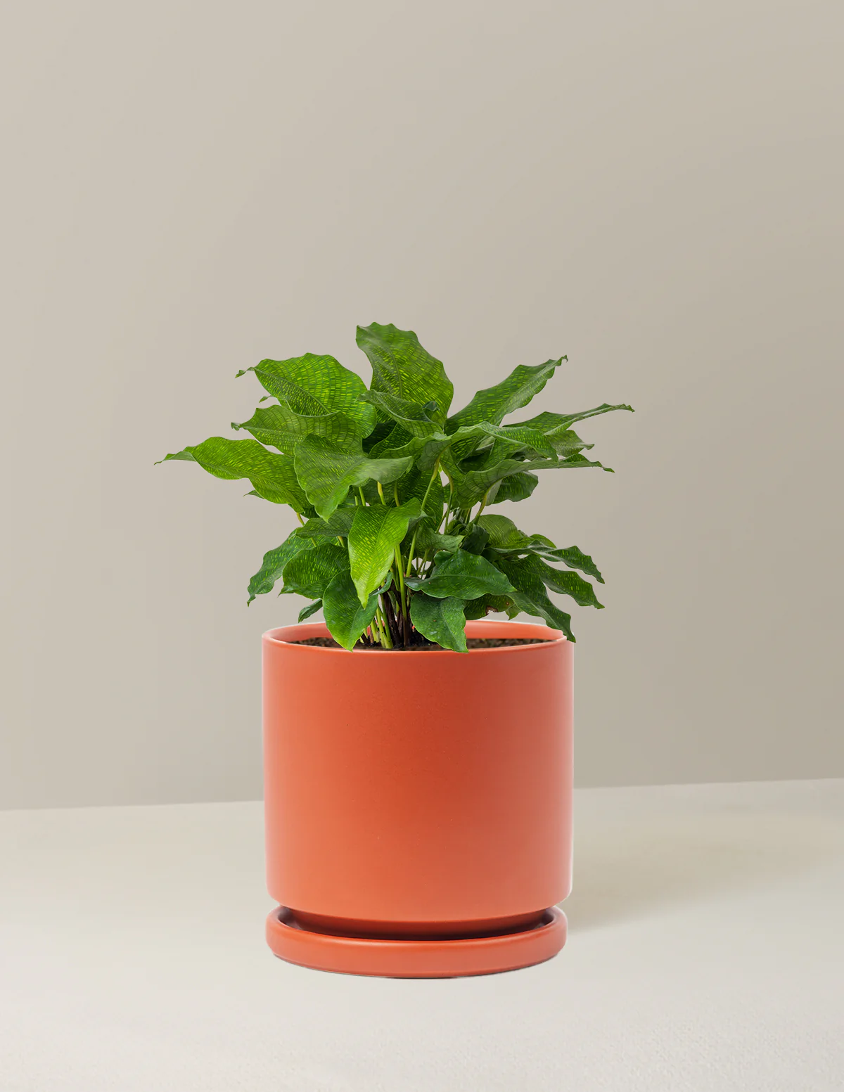 Calathea Network - Image 19