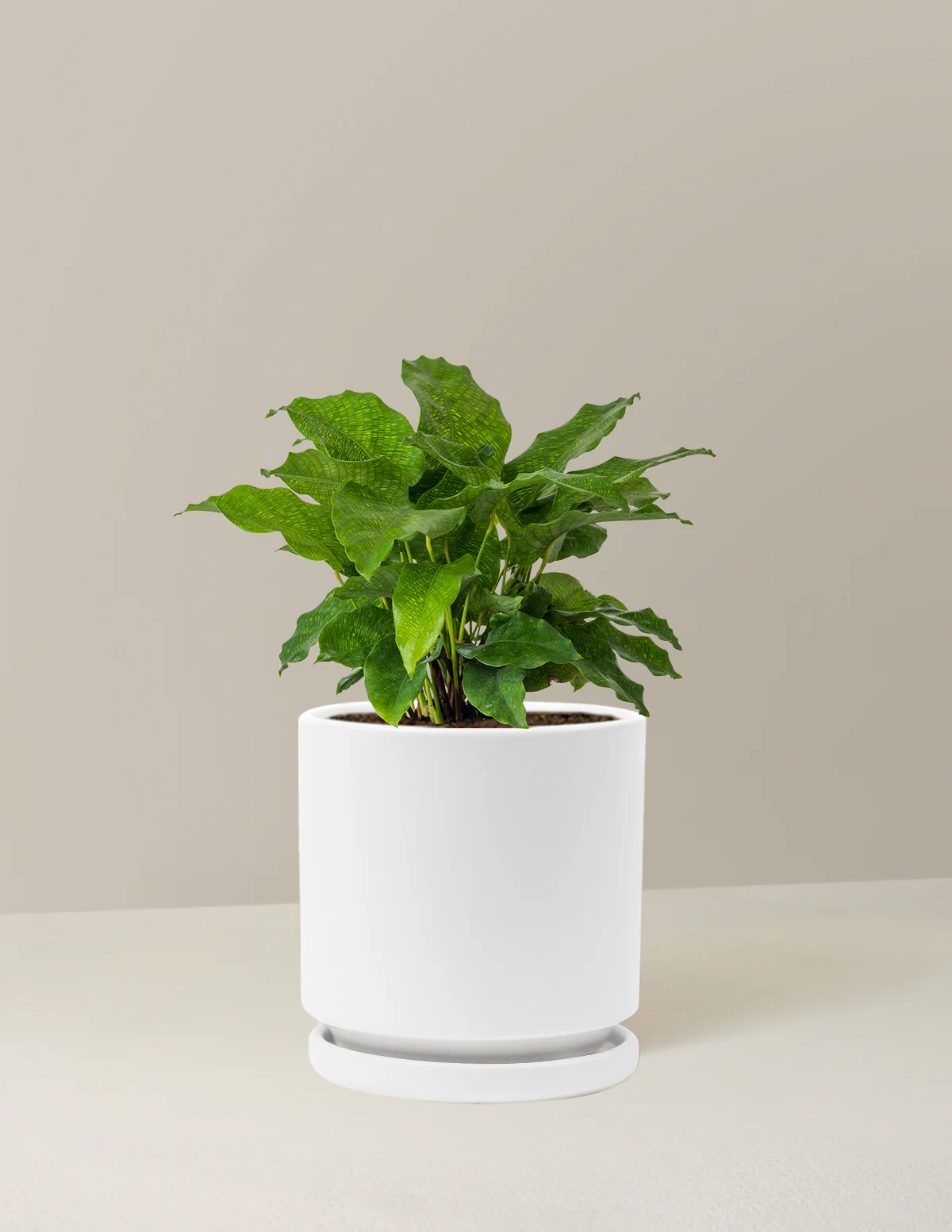 Calathea Network - Image 22