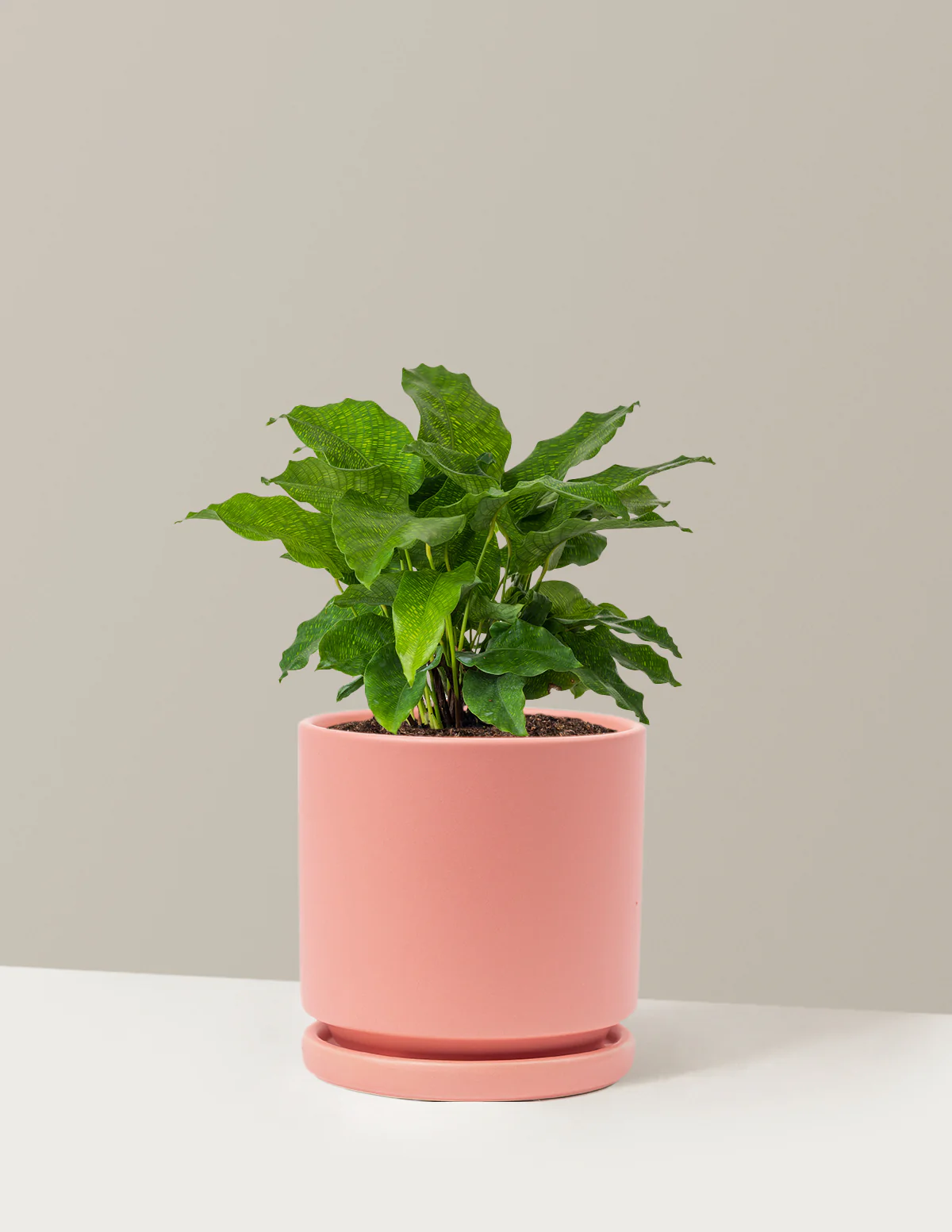 Calathea Network - Image 23