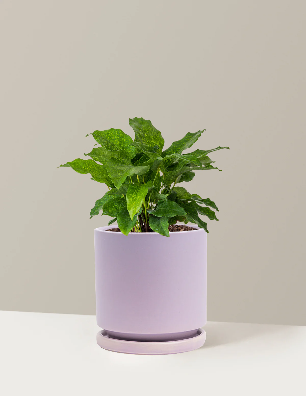 Calathea Network - Image 24