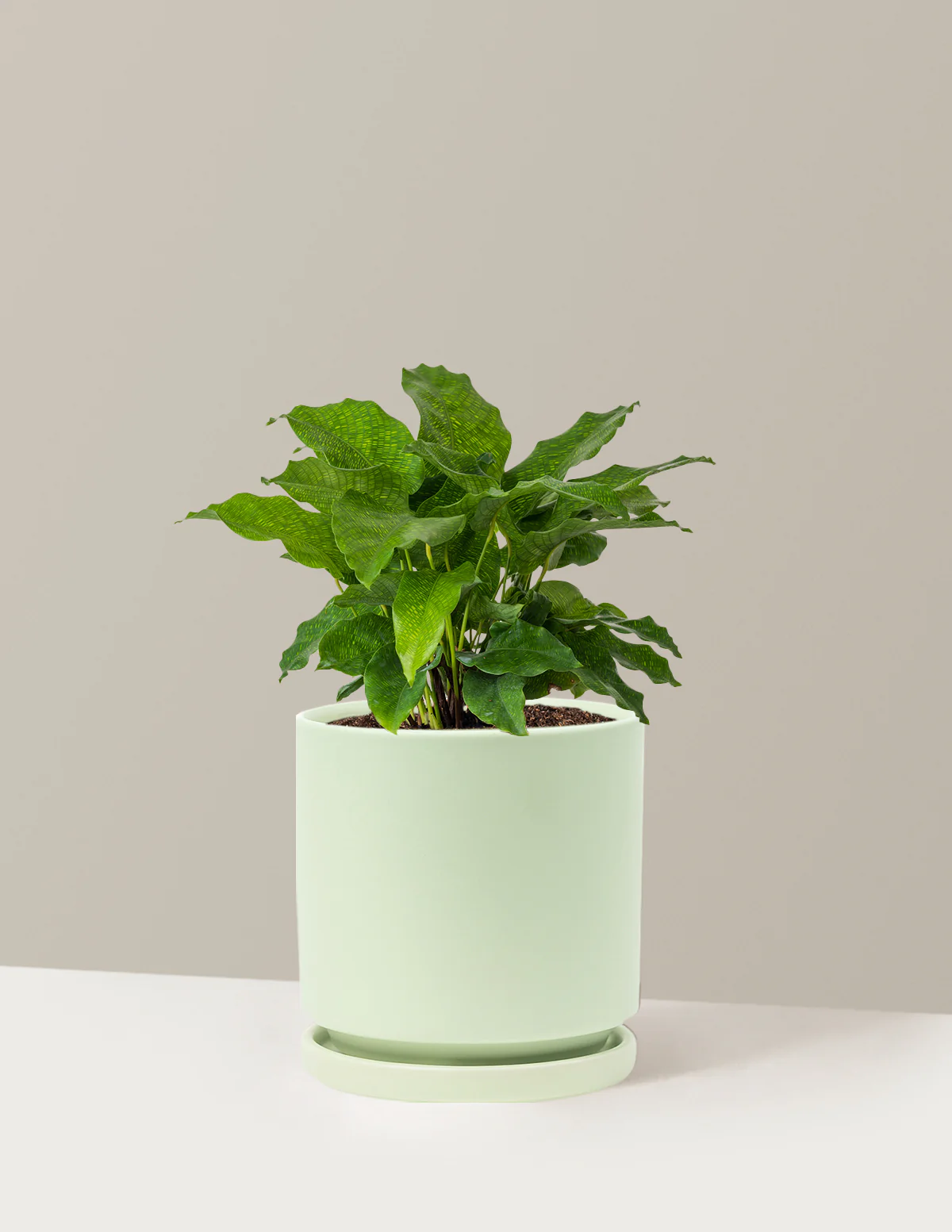 Calathea Network - Image 25