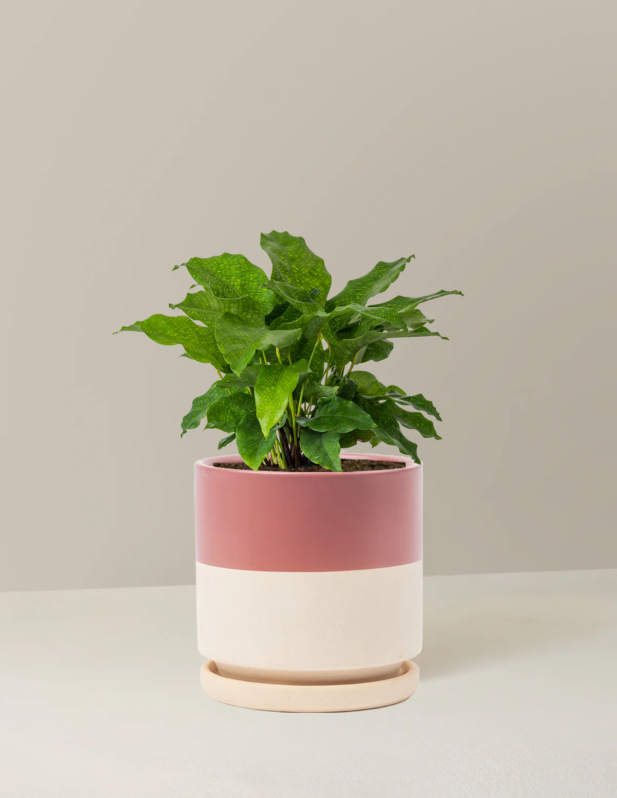 Calathea Network - Image 7