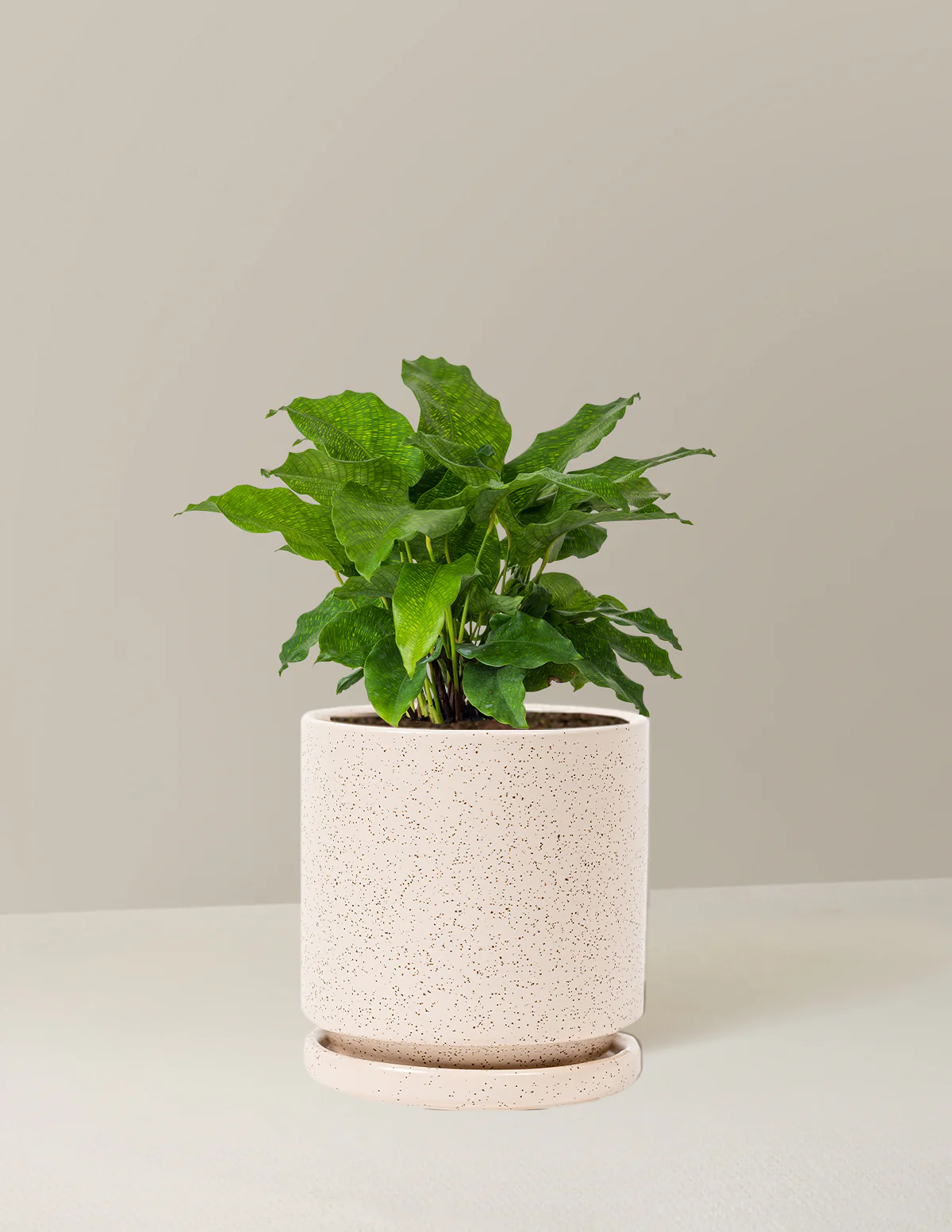 Calathea Network - Image 8
