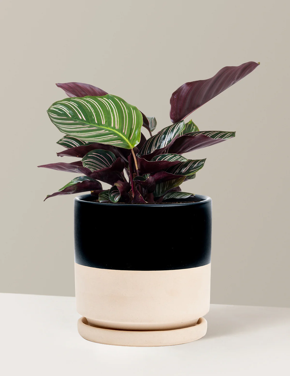 Calathea Pinstripe - Image 10