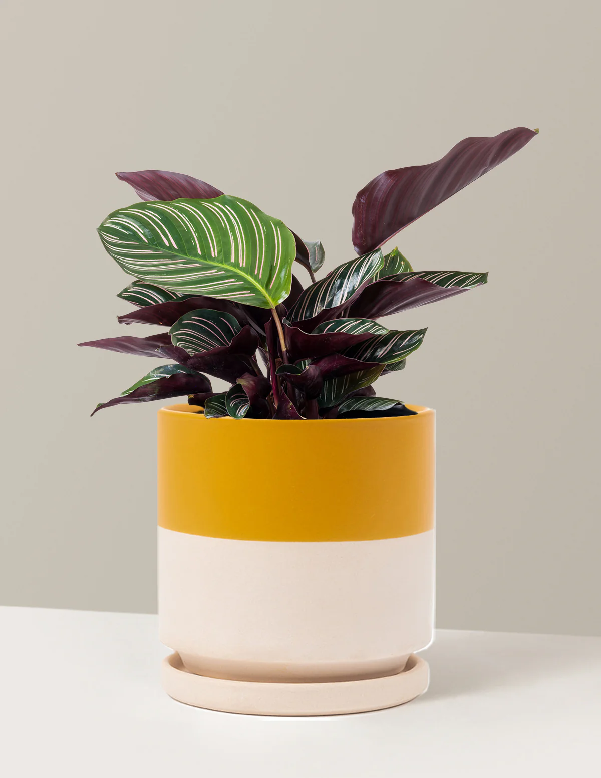 Calathea Pinstripe - Image 11