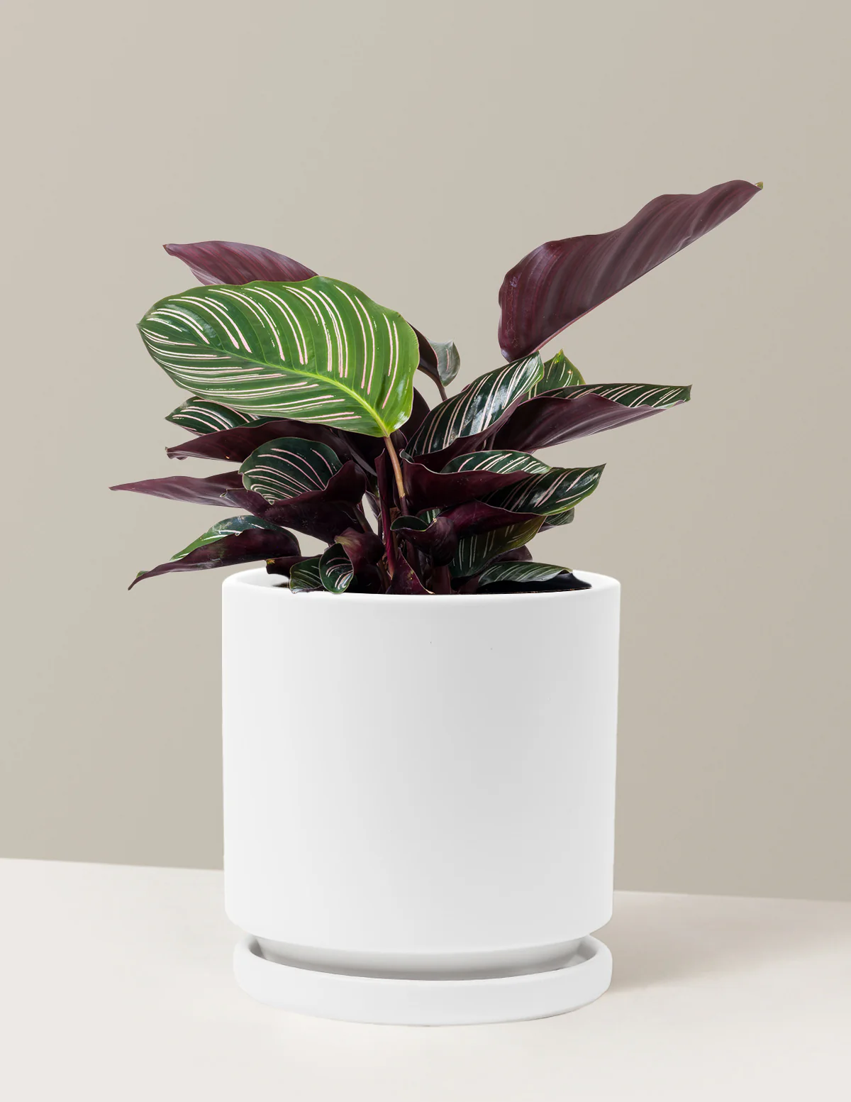 Calathea Pinstripe - Image 12