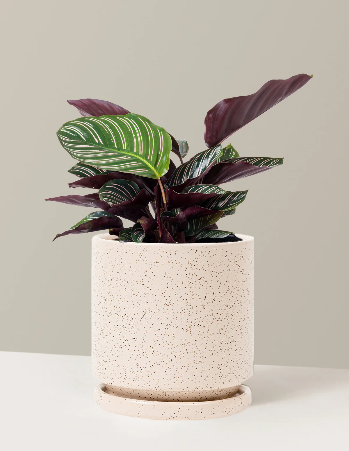 Calathea Pinstripe - Image 13