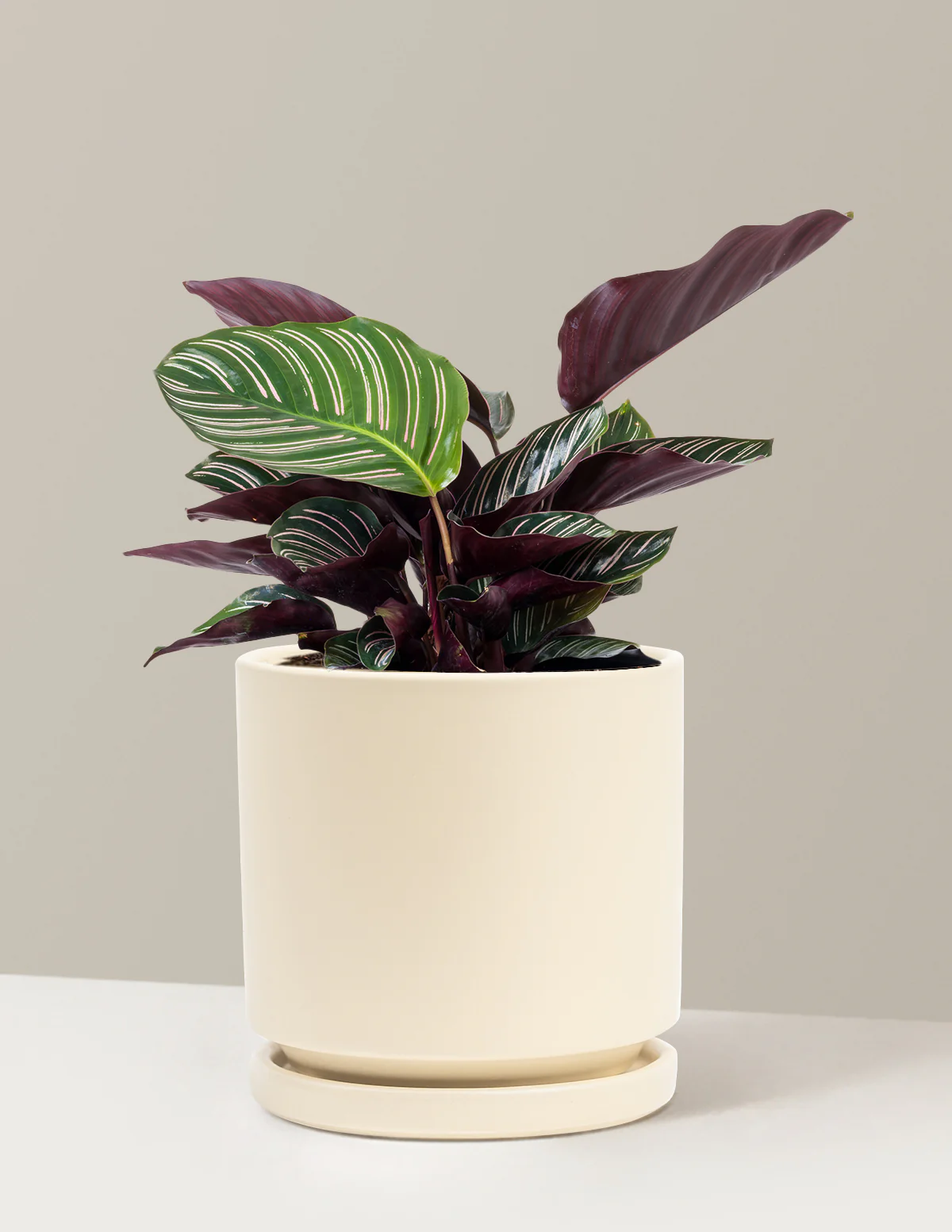 Calathea Pinstripe - Image 14