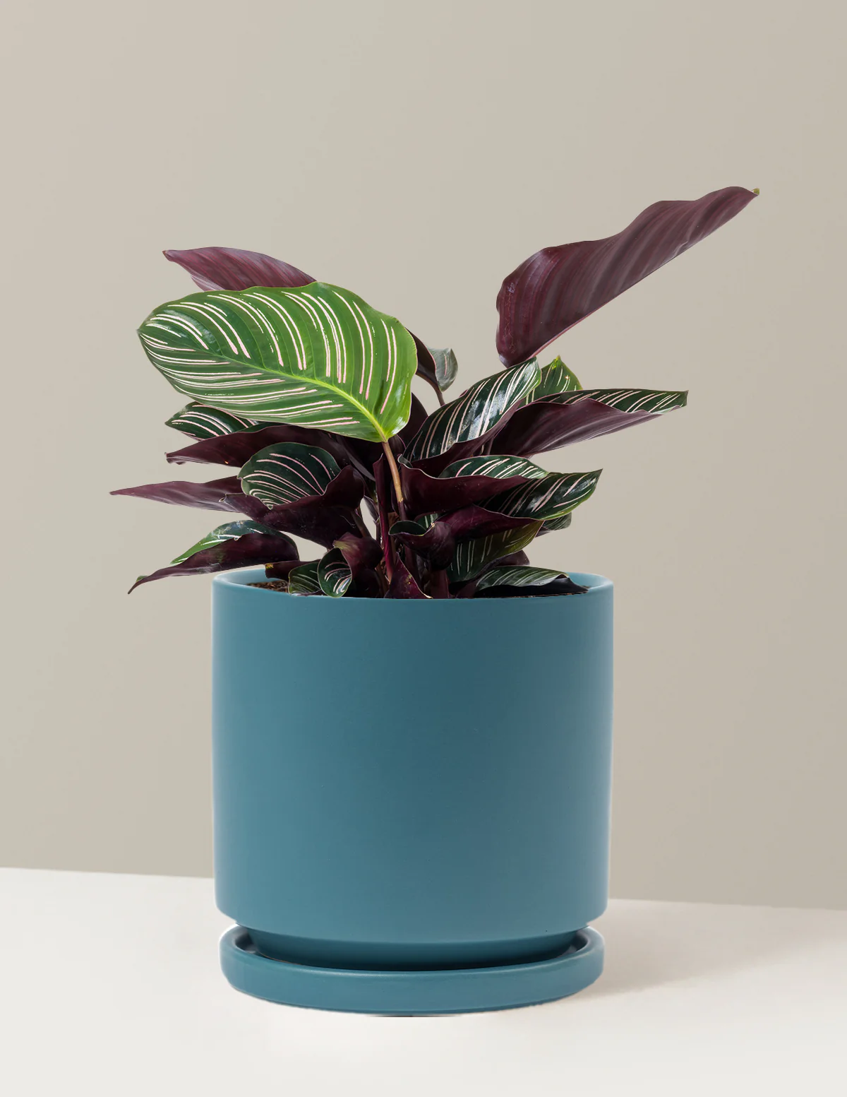 Calathea Pinstripe - Image 15