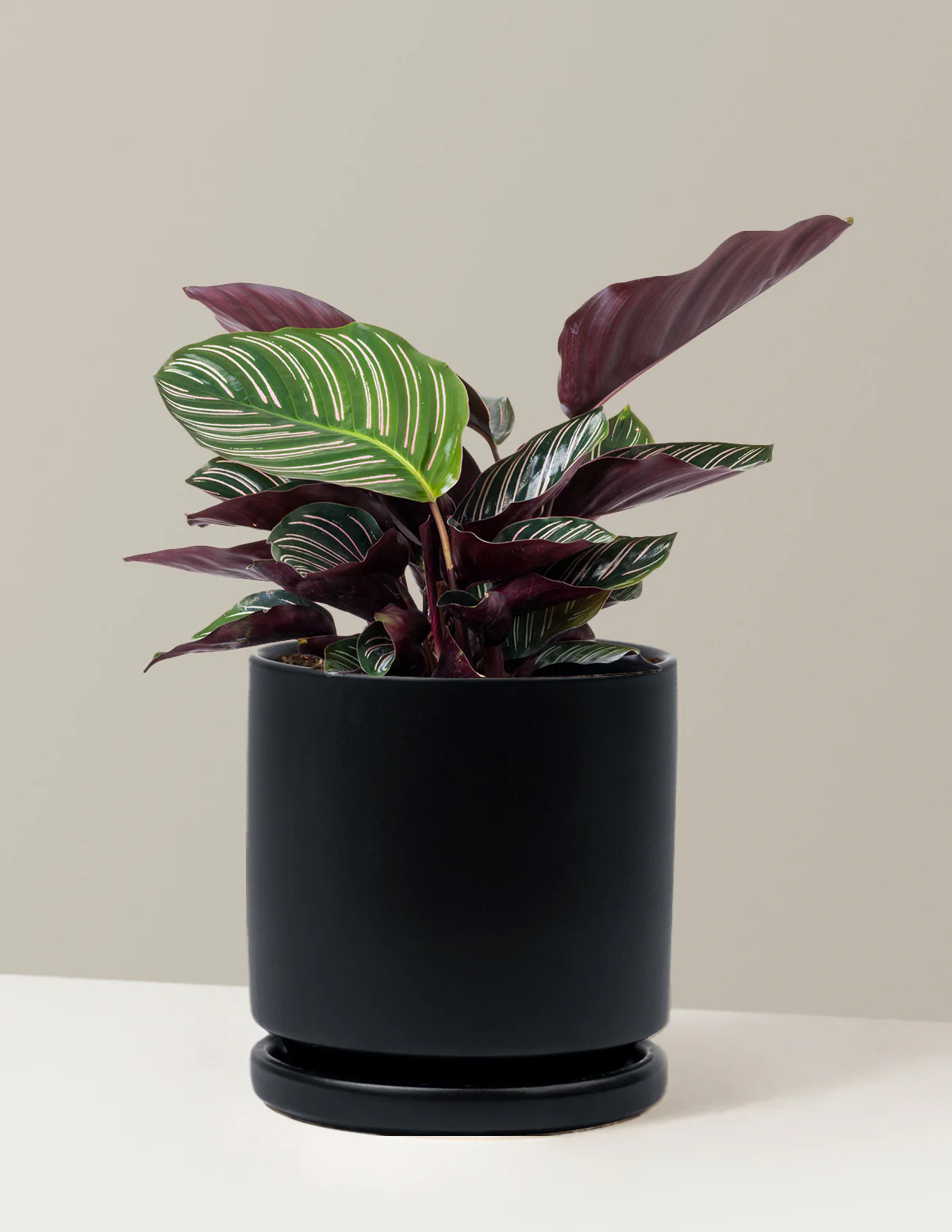Calathea Pinstripe - Image 16
