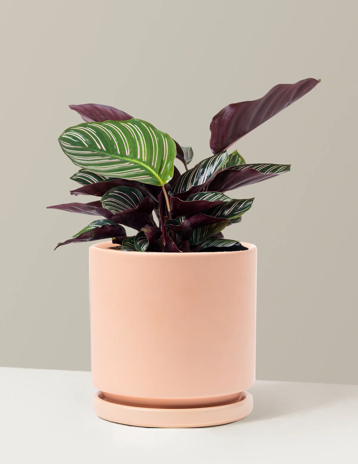 Calathea Pinstripe - Image 17