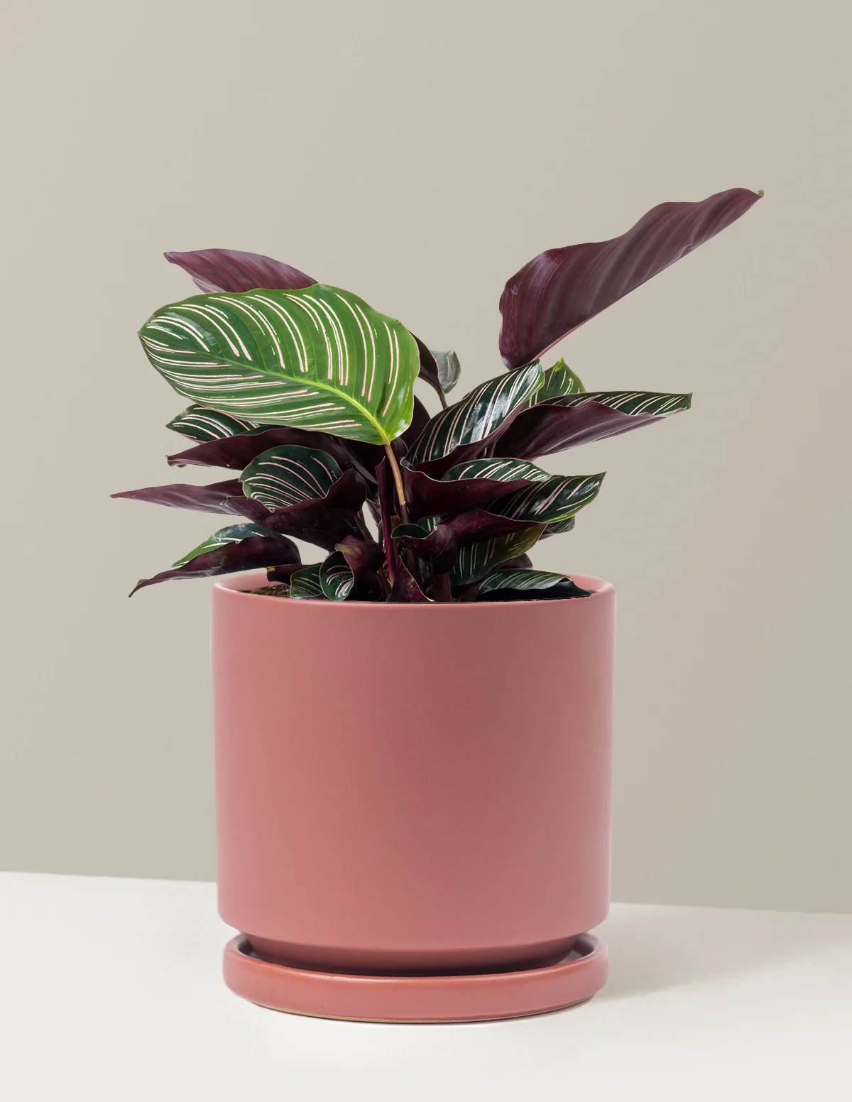 Calathea Pinstripe - Image 18