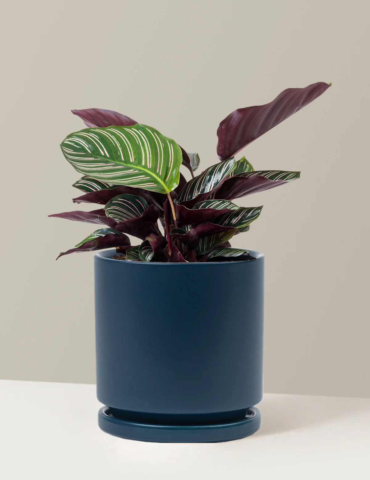 Calathea Pinstripe - Image 19